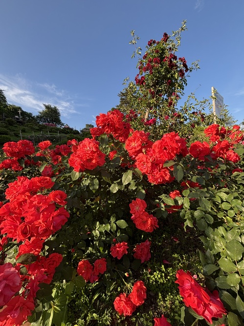 IMG_2410.JPEG