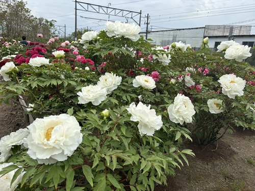 IMG_4309.JPEG